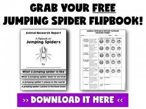 THREE GREAT USES OF FLIPBOOKS BY JEWEL PASTOR OF JEWELSCHOOLGEMS.COM | Flip books have tons of uses. Seriously, there are just so many things you can do with them! Here are three great uses of flip books (flipbooks) plus a freebie.
